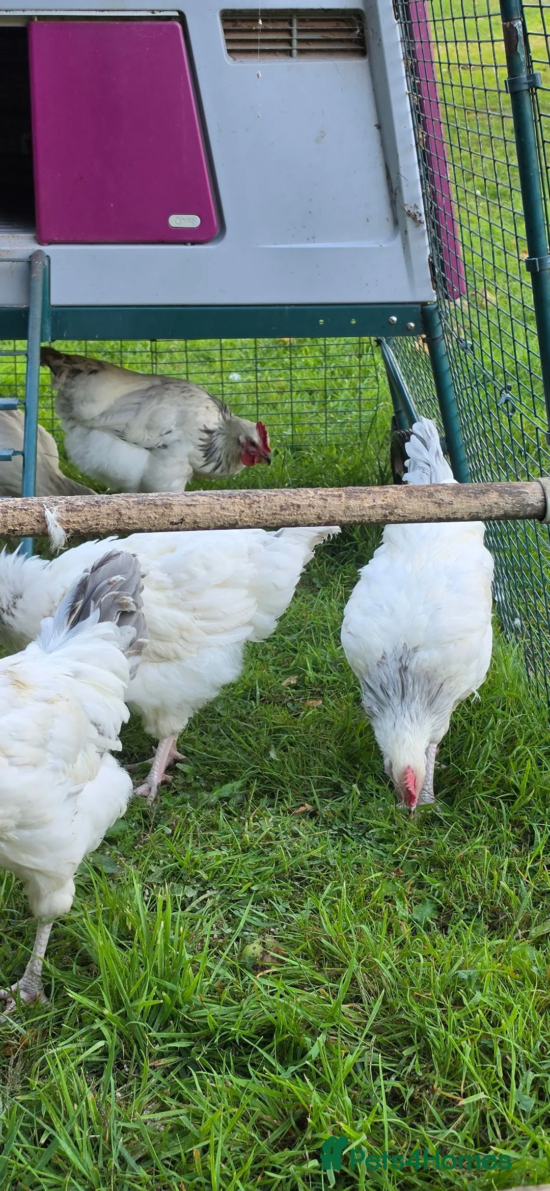 Chickens poultry for sale: Light Sussex Cockerell  in Ashbourne - Advert 2