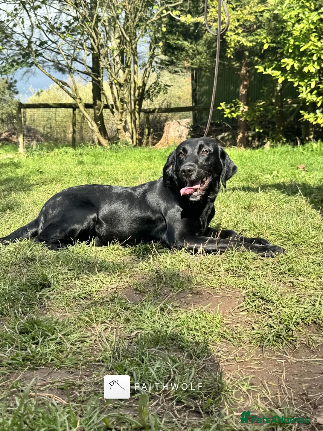 Springador dogs for sale: Tikka - FUlly Trained Pet Springador - Advert 2
