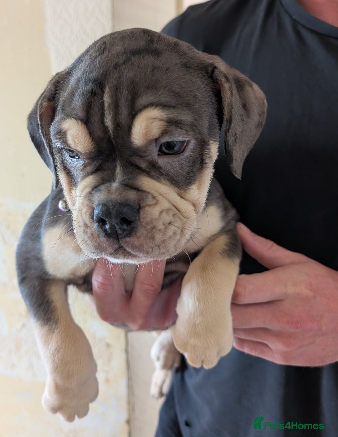 English Bulldog dogs for sale: olde English bulldogs LAST THREE FEMALES. - Image 5