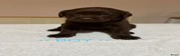 Labrador Retriever dogs for sale: Labrador puppies for sale   - Advert 5
