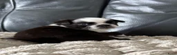 Pug dogs for sale: Black and white panda pug puppy male - Advert 9