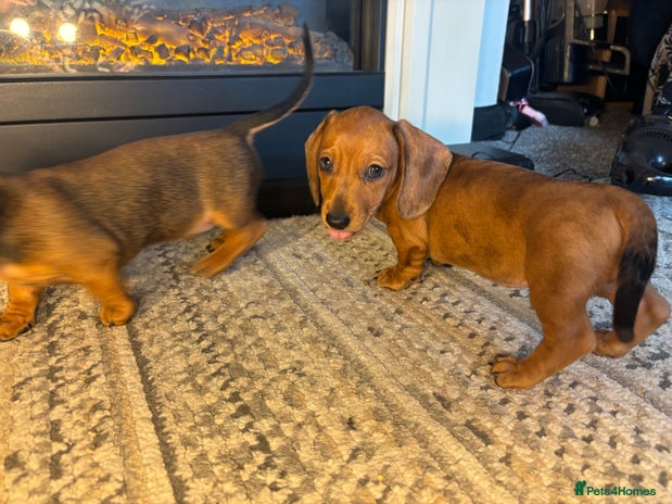 Miniature Dachshund dogs - Advert 6
