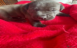 Staffordshire Bull Terrier dogs for sale: Mariusz  - Image 1