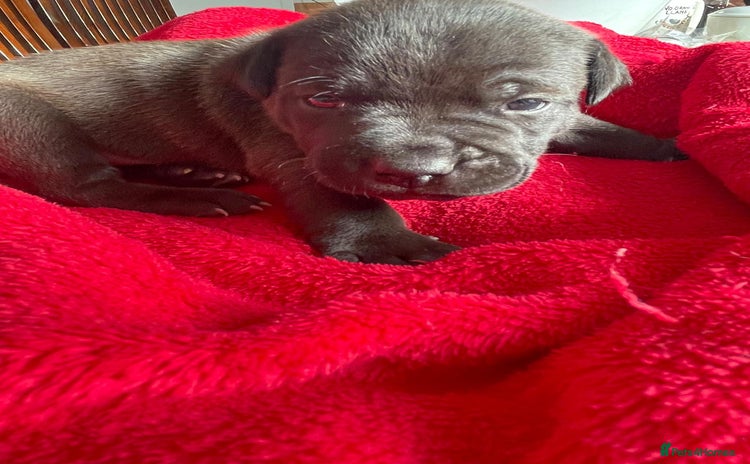 Staffordshire Bull Terrier dogs - Advert 3