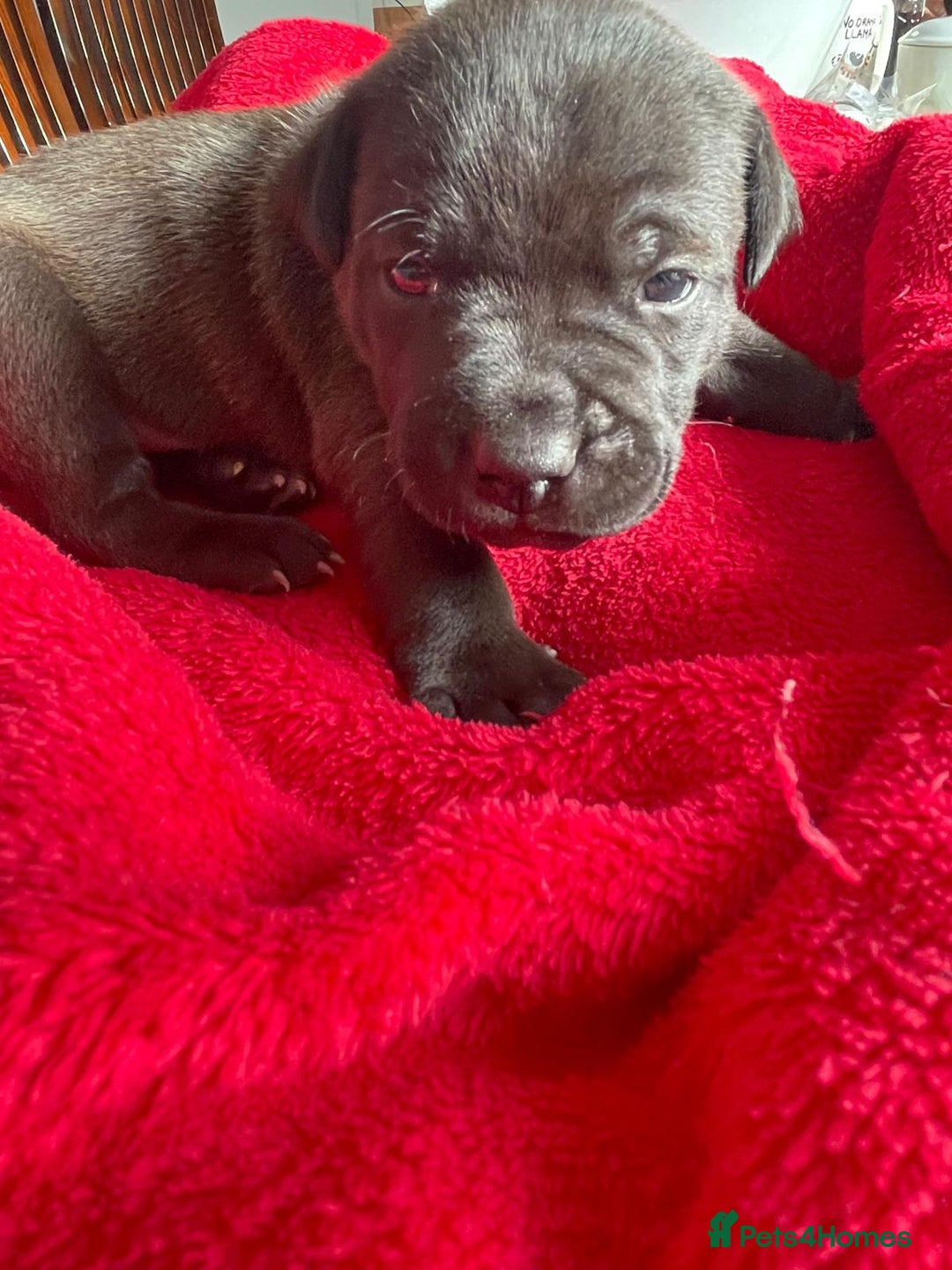 Staffordshire Bull Terrier dogs for sale: Mariusz  - Image 1