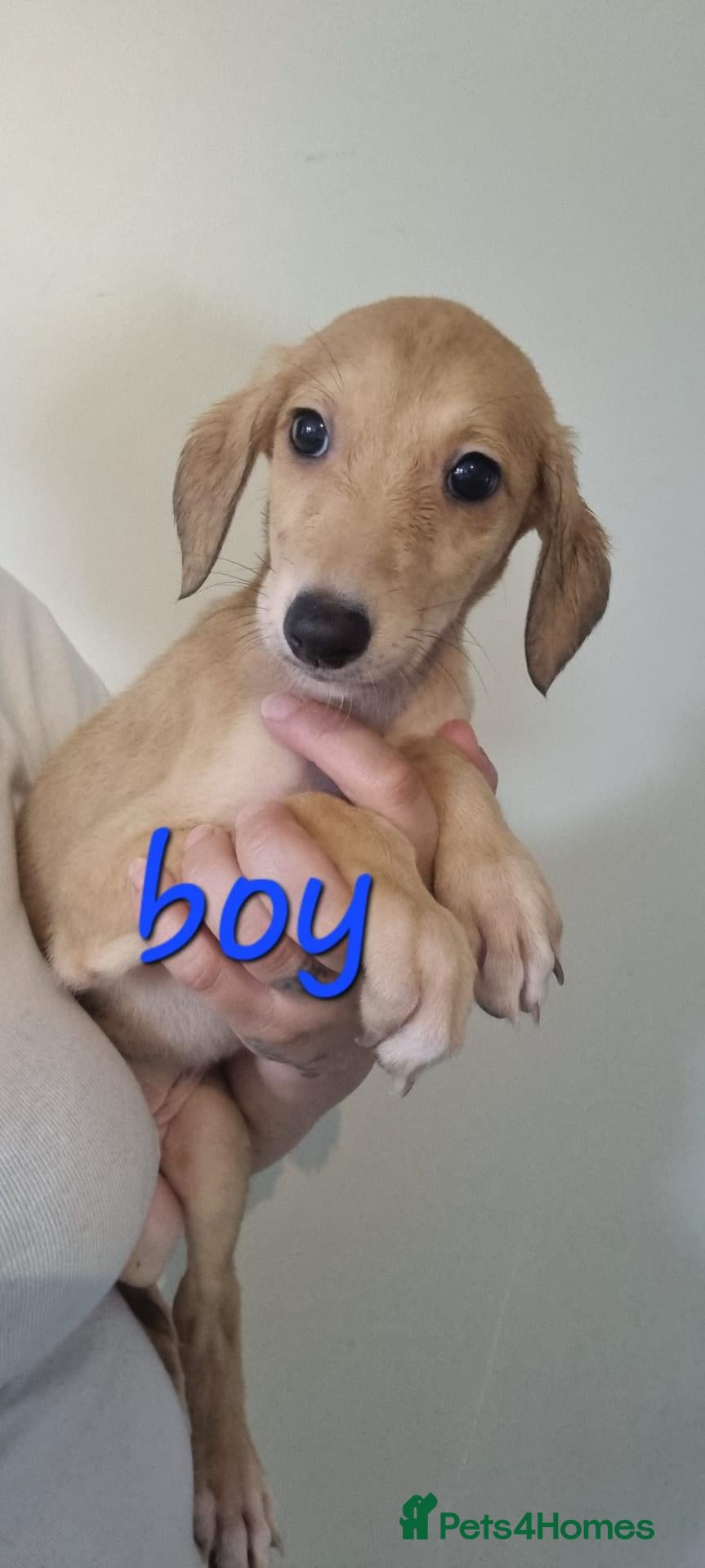 Mixed Breed dogs Saluki whippet x weaton greyhound - Advert 1