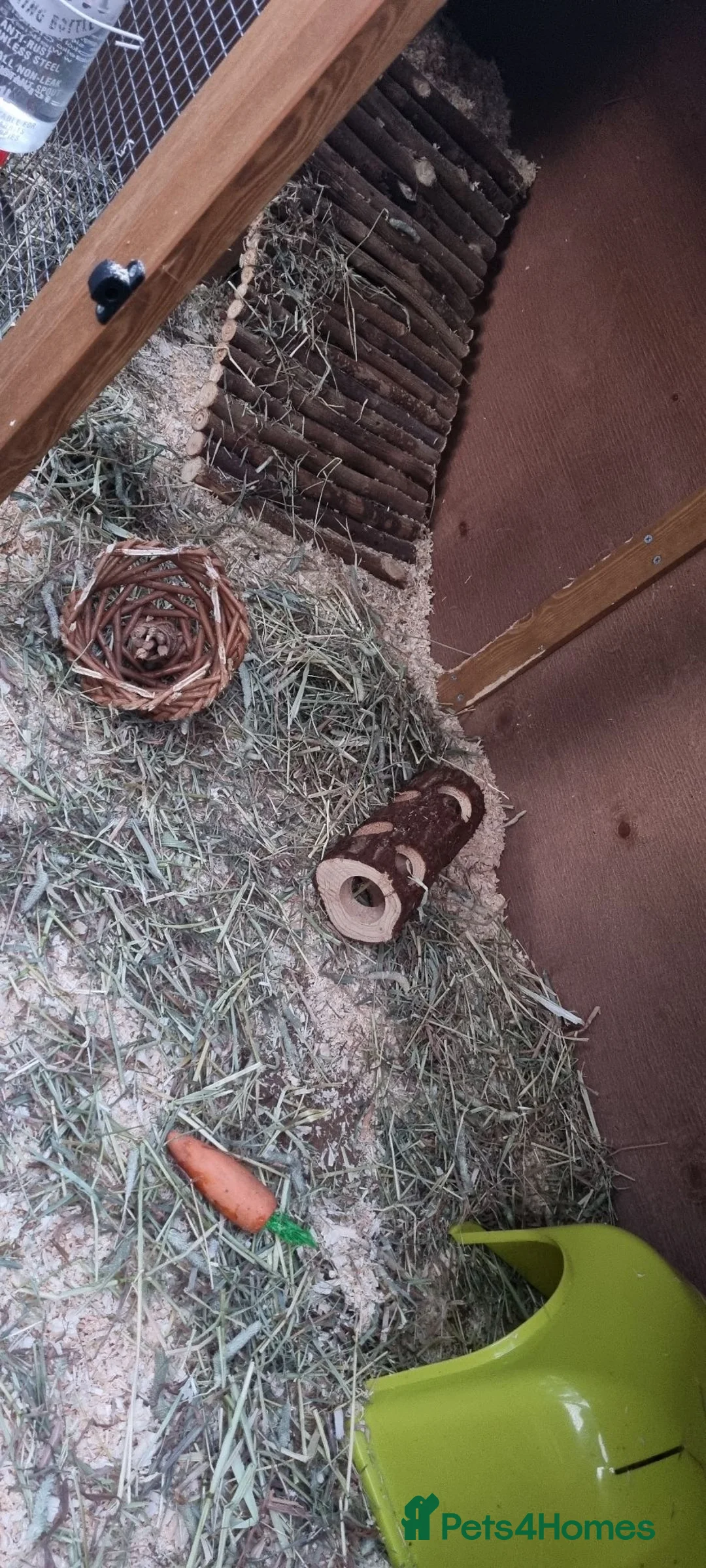 Guinea Pig rodents for sale: X2 guinea pigs with full set up! - Advert 4