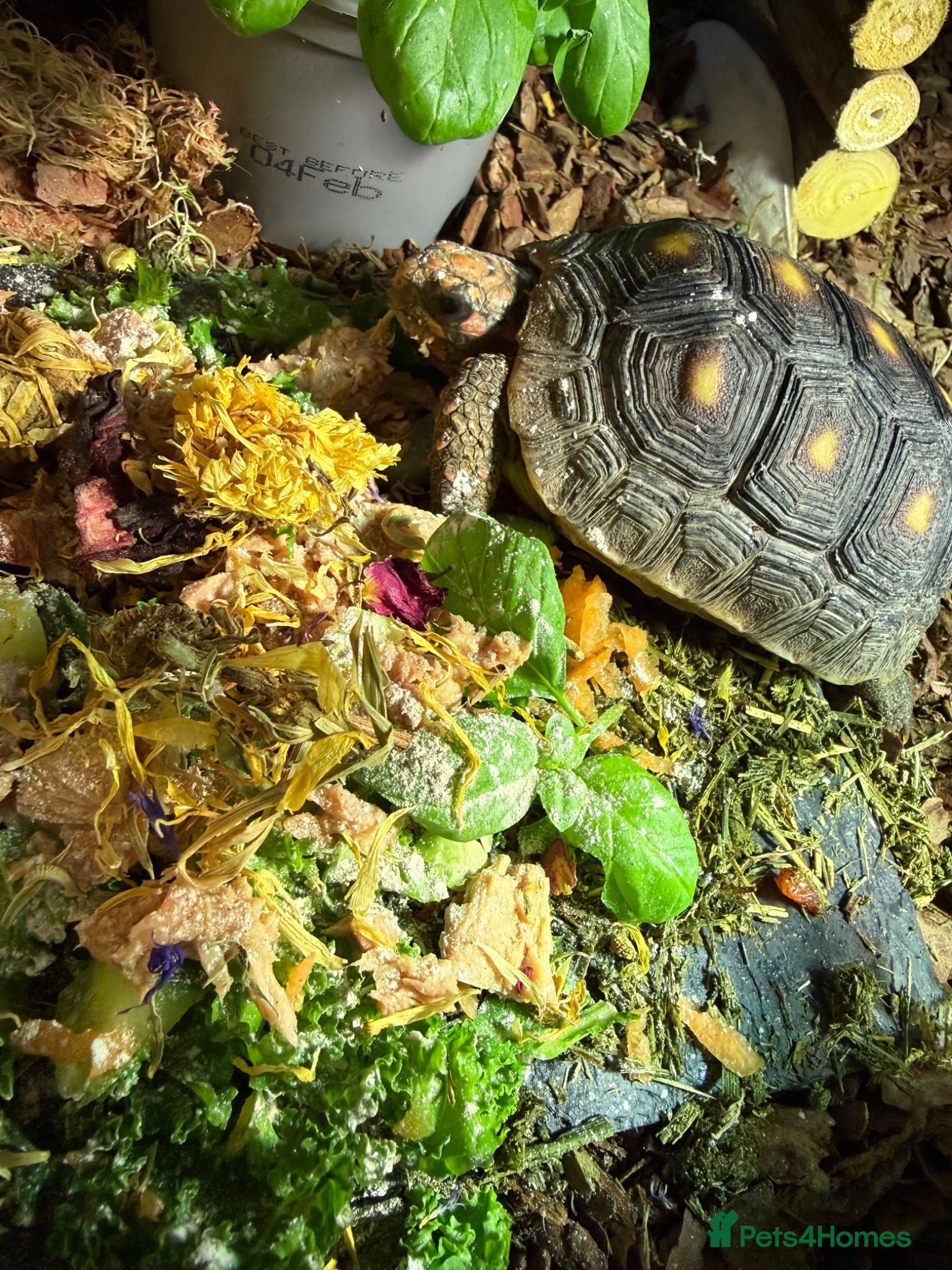 Tortoise reptiles for sale: Red foot tortoise  in Saint Leonards-on-sea - Advert 24