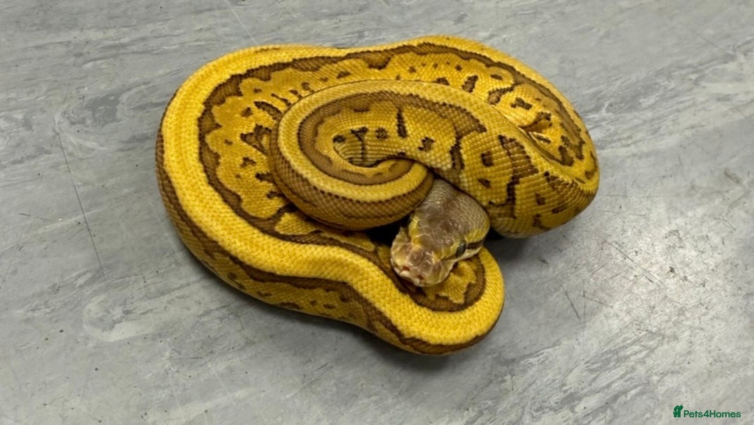 Python Snake reptiles for sale: Royal pythons  - Advert 7