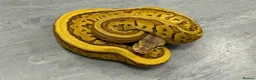 Python Snake reptiles for sale: Royal pythons  - Advert 7