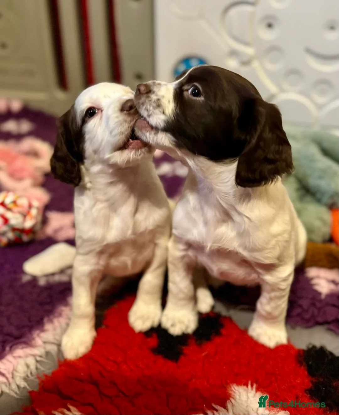 Sprocker dogs for sale: Beautiful Sprocker Spaniel pups  - Advert 1