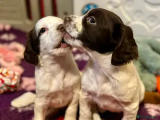 Sprocker dogs Beautiful Sprocker Spaniel pups - Advert 16