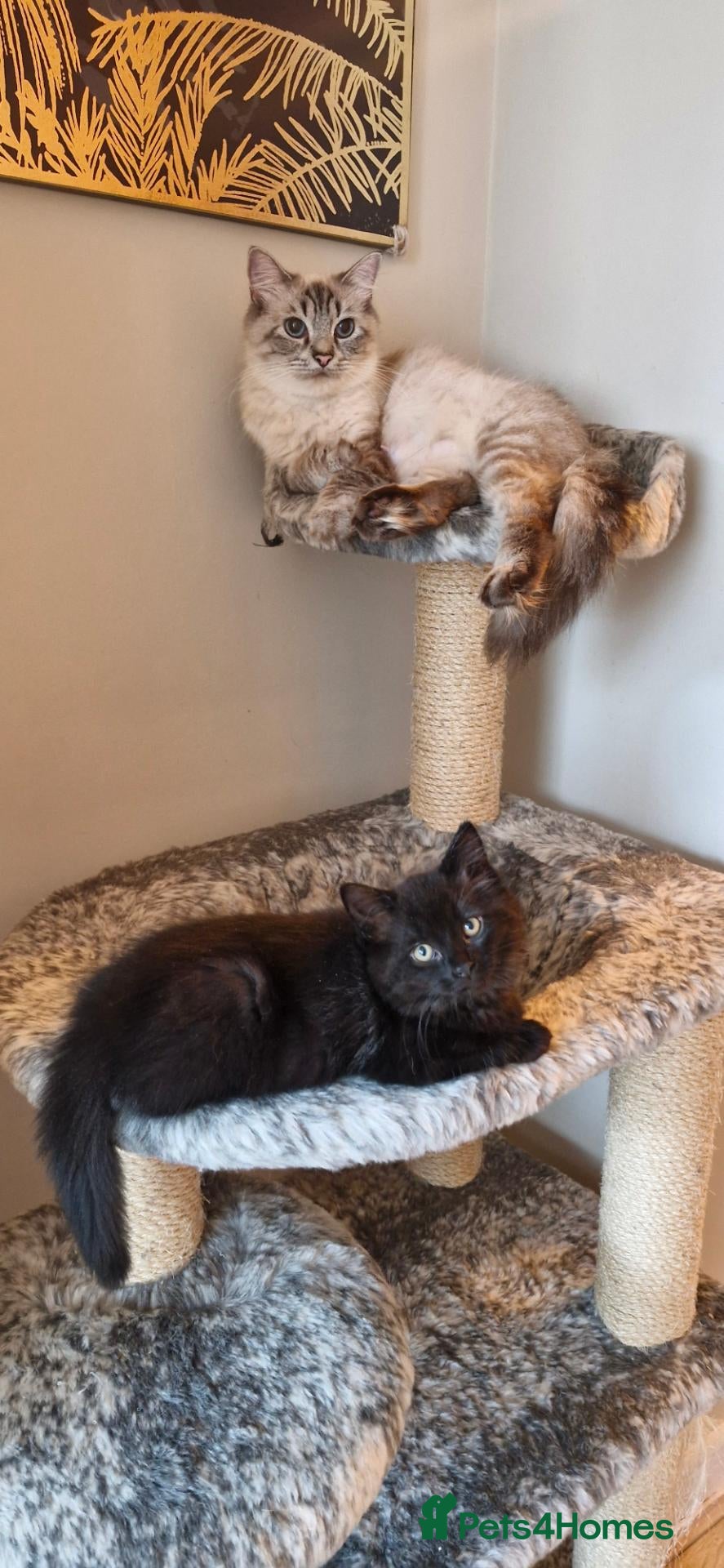 Mixed Breed cats Ragdoll Mix Kittens – Delivery Available - Advert 2
