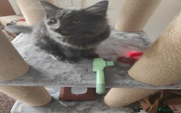Ragcoon cats for sale: Maine coon X Ragdoll kitten - Image 16