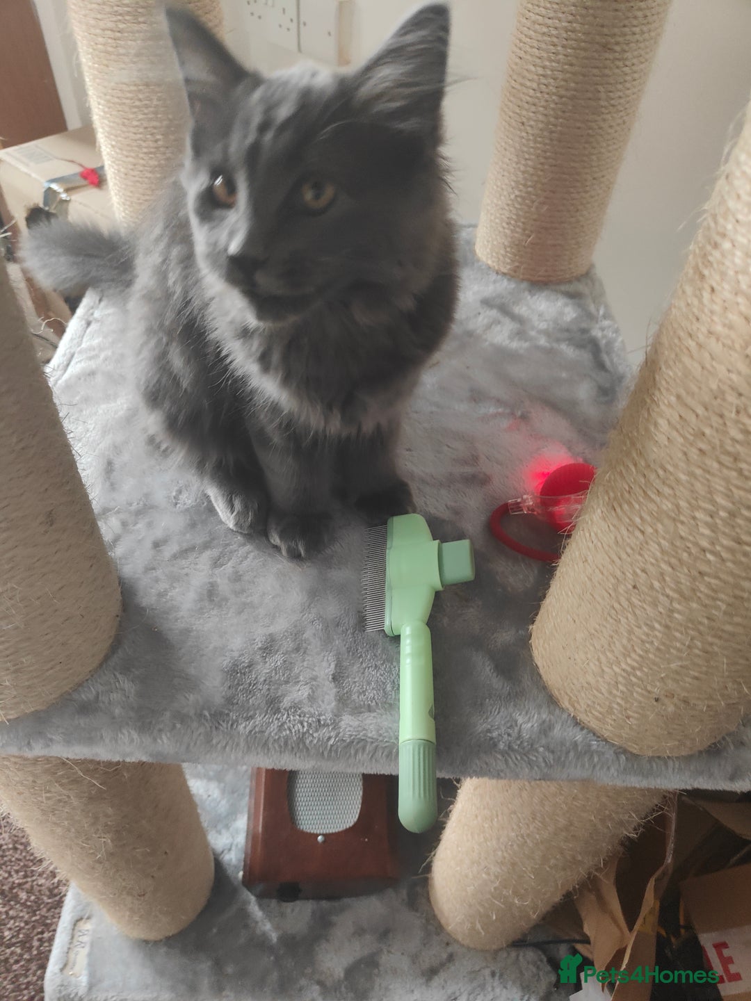 Ragcoon cats for sale: Maine coon X Ragdoll kitten - Image 16