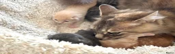 Siberian cats for sale: Beautiful Siberian Kittens-5 Boys-Hypoallergenic - Advert 20