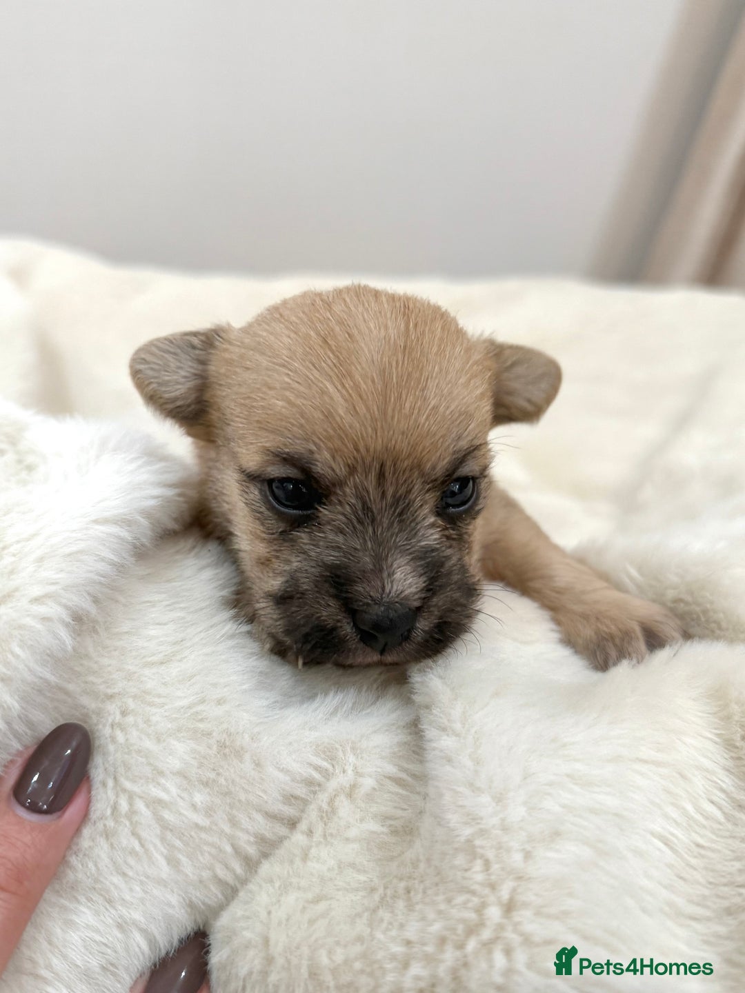 Jack Russell dogs for sale: Much Wenlock Jack Russell Pups  - Image 8