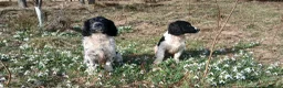 English Springer Spaniel dogs for sale: Springer spaniel pups  - Advert 4