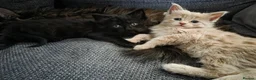 Mixed Breed cats for sale: 3 friendly and fluffy male kittens  - Advert 6