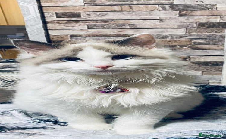 Ragdoll cats Ragdoll female  - Advert 14