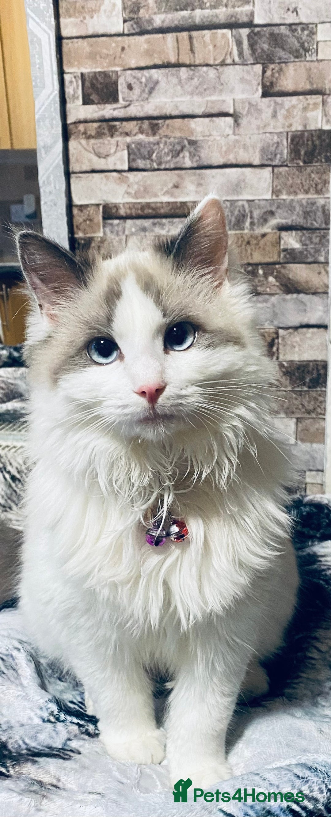 Ragdoll cats for sale: Ragdoll female  - Advert 3