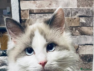 Ragdoll cats Ragdoll female - Advert 9