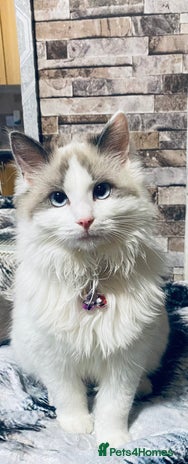 Ragdoll cats Ragdoll female - Advert 14