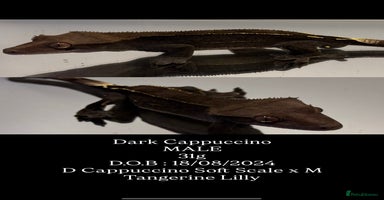 Gecko reptiles - Advert 4