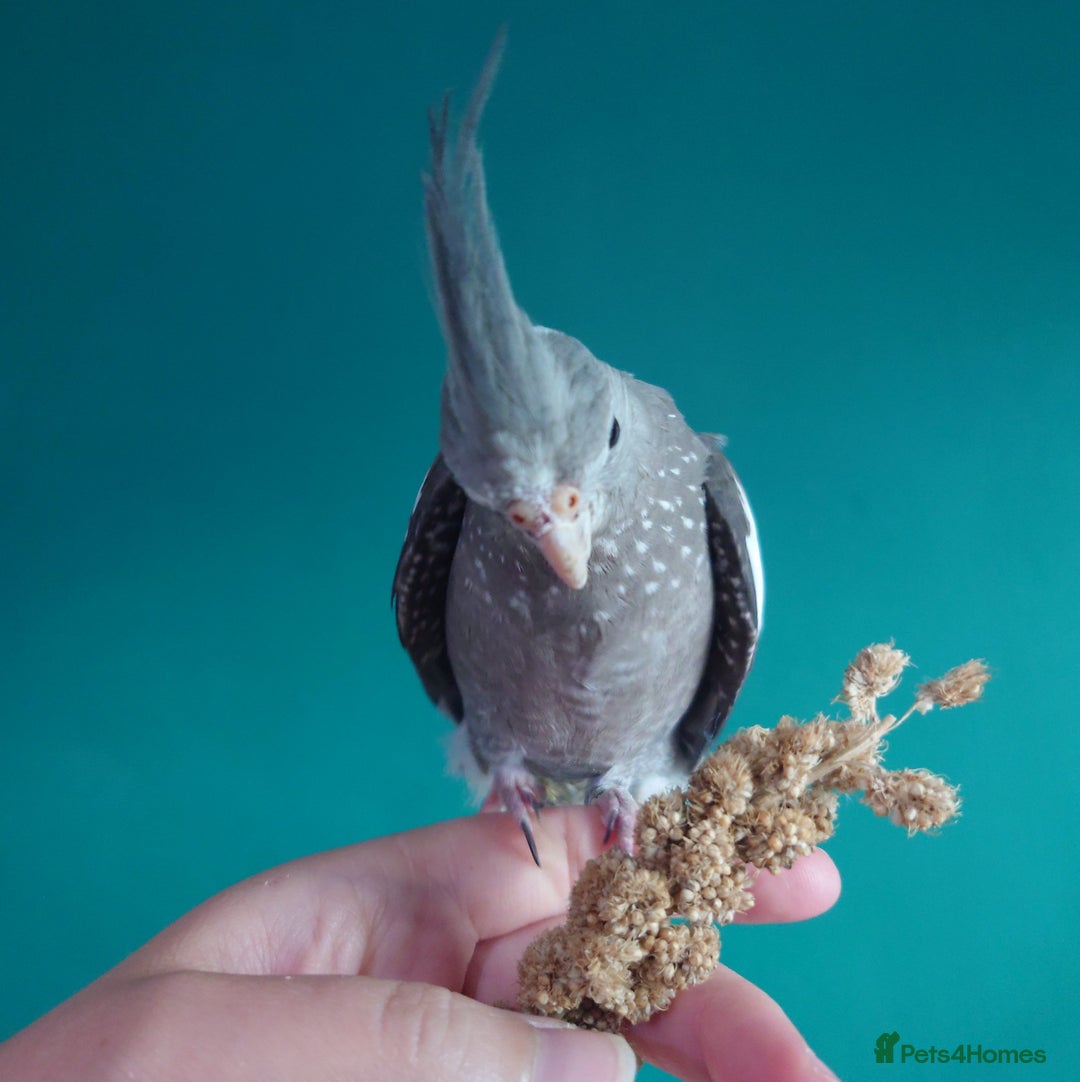 Cockatiels birds for sale: Hand reared semi tame DNA sexed baby cockatiel  in Worthing - Image 18