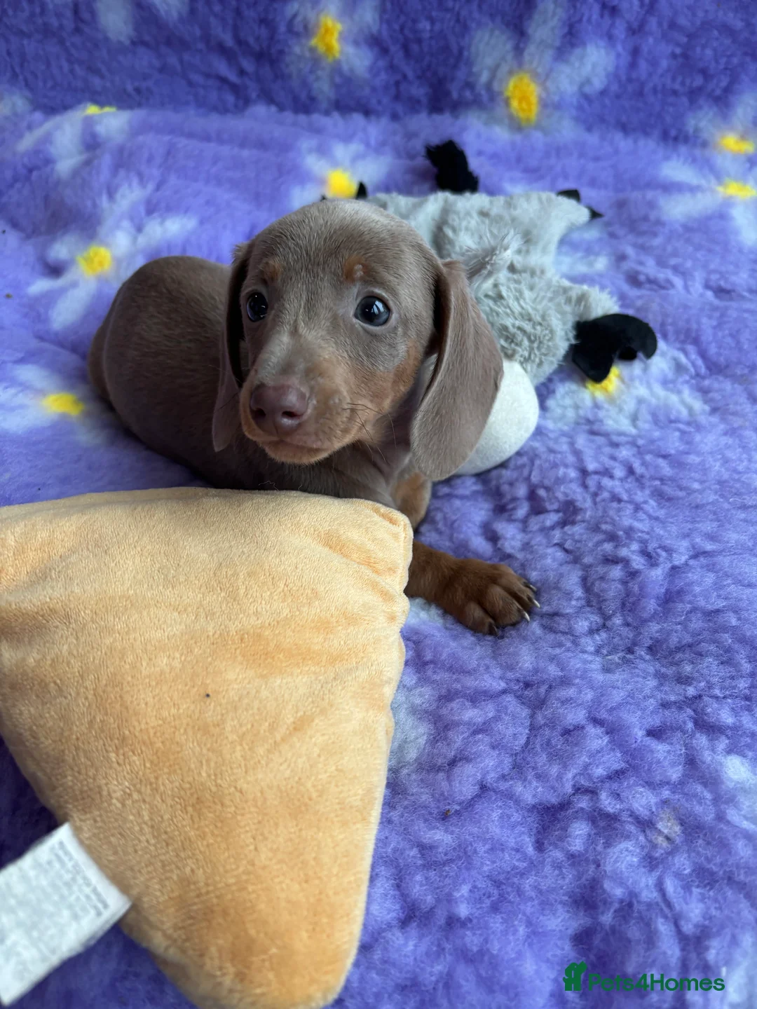 Miniature Dachshund dogs for sale: Miniature Dachsund puppies  - Advert 9