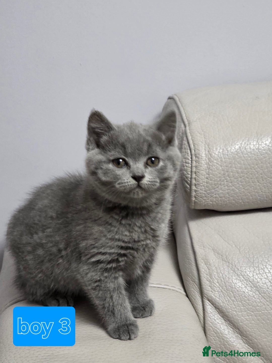 British Shorthair cats for sale: Wonderful british shorthair kitten - Advert 14
