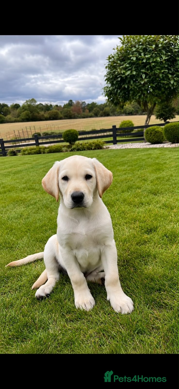 Labrador Retriever dogs 🐾 Golden Labrador retriever top bloodlines  - Advert 2