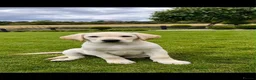 Labrador Retriever dogs for sale: 🐾 Golden Labrador retriever top bloodlines  in Crook - Advert 2