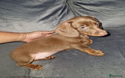 Miniature Dachshund dogs for sale: Miniature dachshund  - Image 3