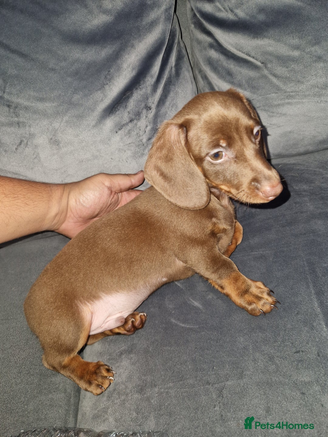Miniature Dachshund dogs for sale: Miniature dachshund  - Image 3