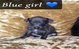 Italian Greyhound dogs for sale: Pedigree KC Reg Italian Greyhounds Champion lines in Durham - Image 27