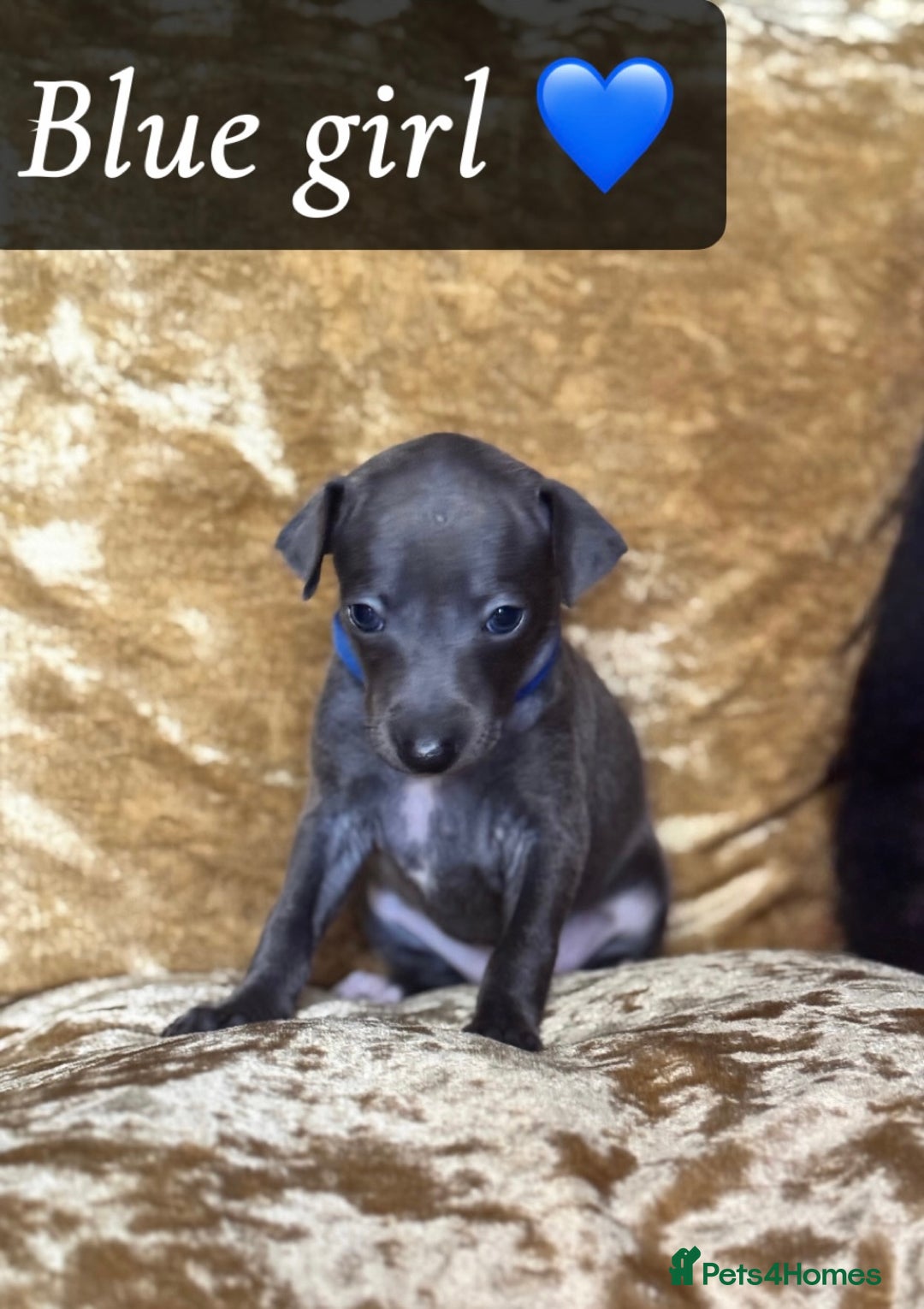 Italian Greyhound dogs for sale: Pedigree KC Reg Italian Greyhounds Champion lines in Durham - Image 27