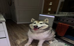 Alaskan Malamute dogs for sale: Leo the friendly giant - Image 1