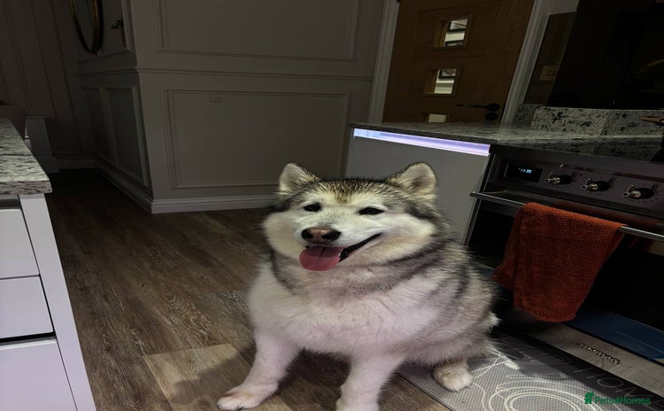 Alaskan Malamute dogs - Advert 1