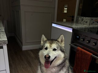 Alaskan Malamute dogs - Advert 31