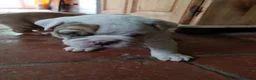 American Bulldog dogs for sale: Happy, chunky, healthy American Bulldog puppies  - Advert 4
