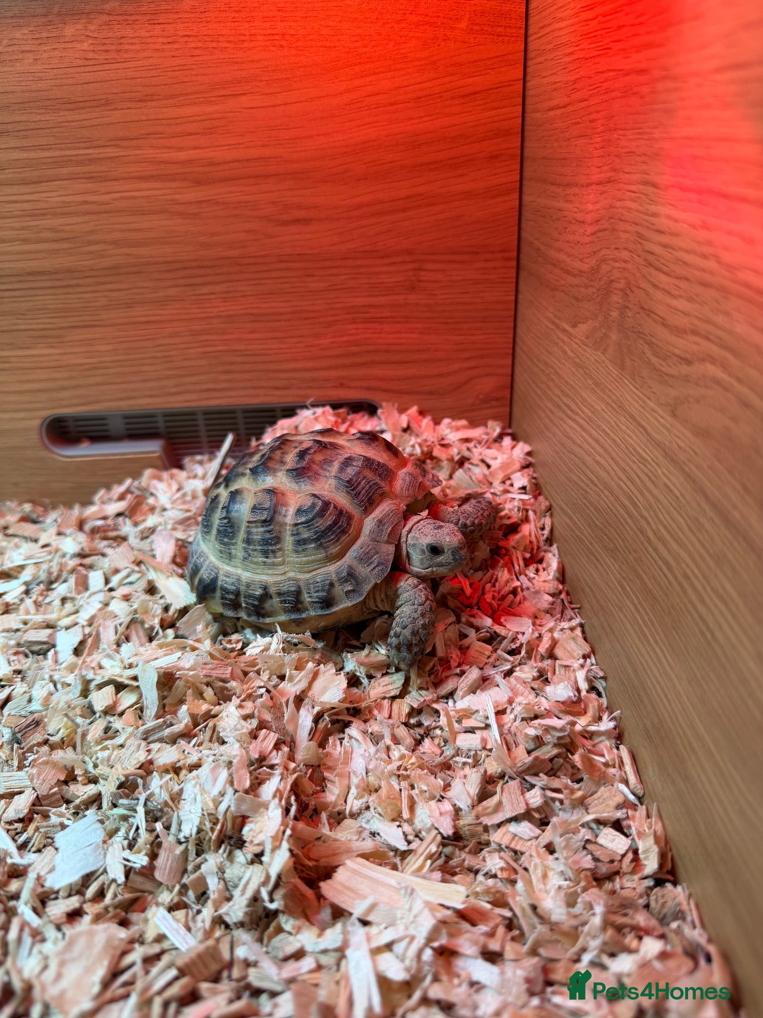 Tortoise reptiles Tortoise and enclosure for sale  - Advert 1
