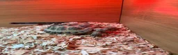 Tortoise reptiles for sale: Tortoise and enclosure for sale  - Advert 1