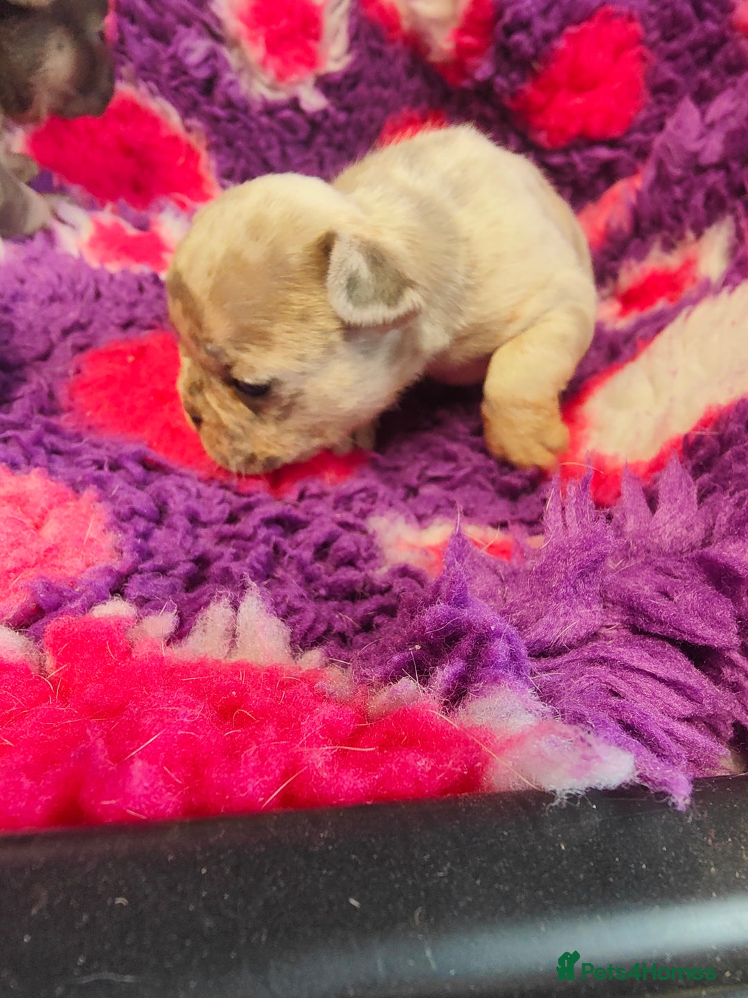 French Bulldog dogs for sale: 💥French bulldog puppies 💥 - Image 6