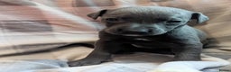 Whippet dogs for sale: Beautiful whippet babies  - Advert 22