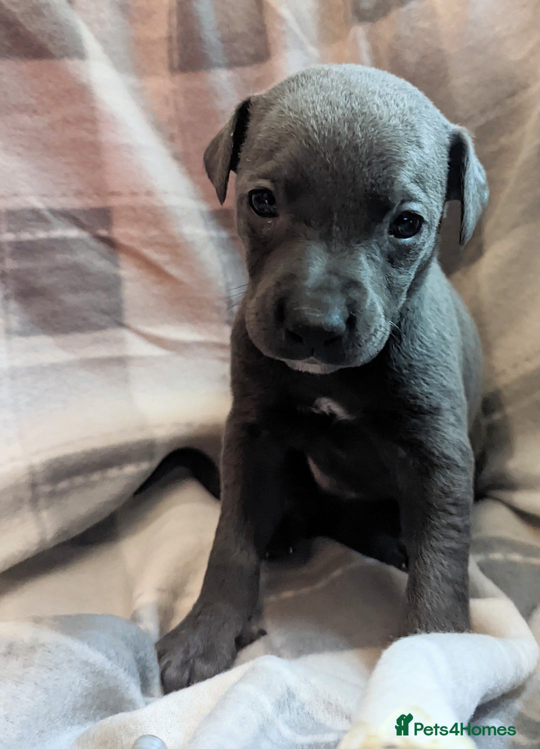 Whippet dogs for sale: Beautiful whippet babies  - Advert 22