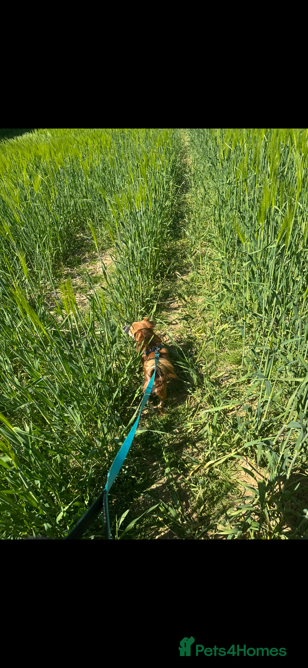 Mixed Breed dogs 3 Year old jack Russel needing new home  - Advert 5