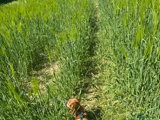 Mixed Breed dogs 3 Year old jack Russel needing new home - Advert 17