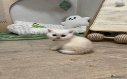 British Shorthair cats for sale: Affectionate lap cats health tested parents  - Image 32