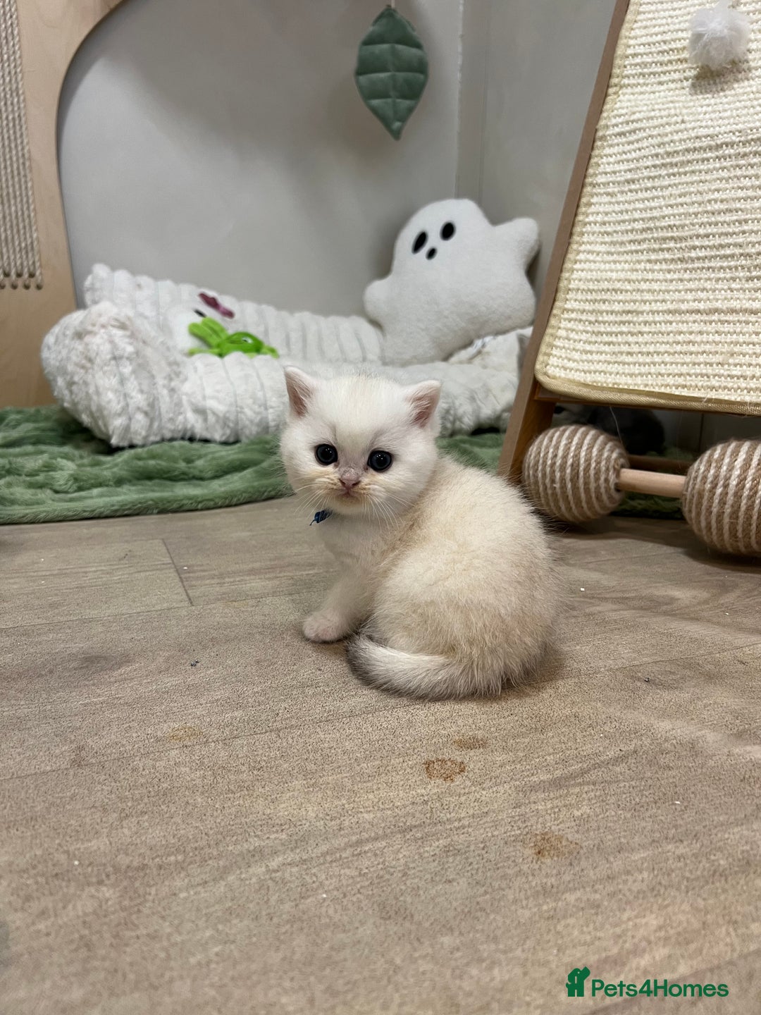 British Shorthair cats for sale: Affectionate lap cats health tested parents  - Image 32